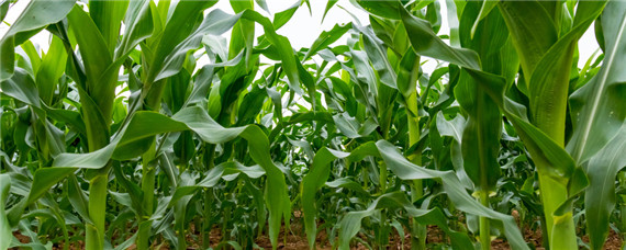 玉米是什么根系 玉米是什么根系植物