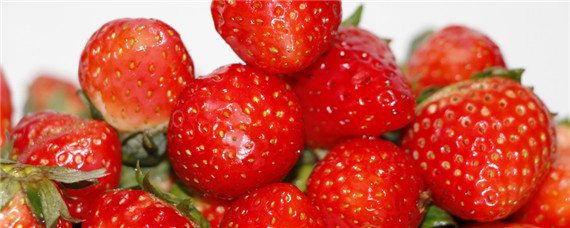 草莓各个时期的施肥方案（草莓中期管理施肥）
