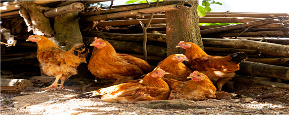 一只鸡到出栏能吃多少饲料 小鸡到出栏需要吃多少斤饲料