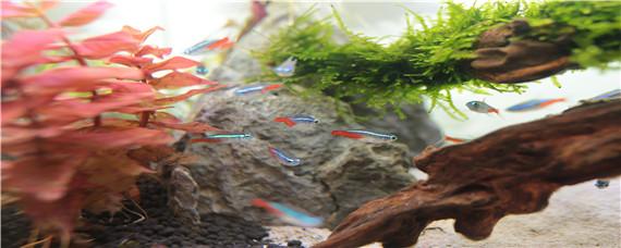 鱼缸里长褐藻说明什么 鱼缸里长褐色的藻