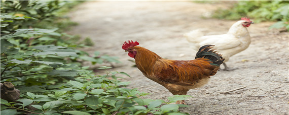 什么药可使鸡增加采食量 影响鸡采食量的因素