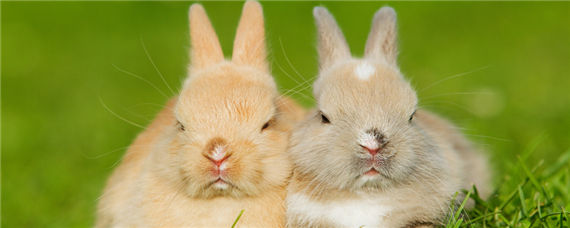 公兔和母兔可以放在一起养吗（公兔和母兔可以放在一起养吗多久才收情繁殖）