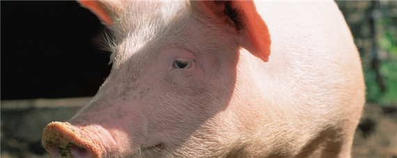 母猪吃自己的粪便是什么原因 母猪吃自己的粪便是怎么回事
