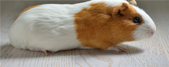 荷兰猪寿命有多长 荷兰猪平均寿命多长