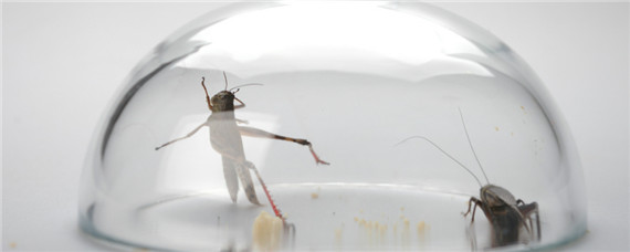 平头蟋蟀是什么品种 平头的蟋蟀是品种图片