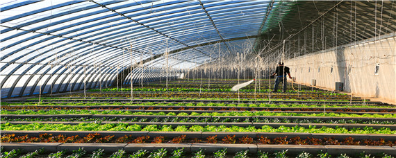 如何促进冬季大棚蔬菜花芽分化 大棚草莓花芽分化的条件