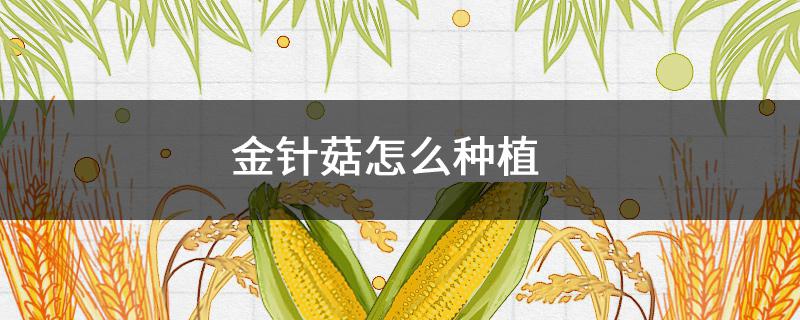 金针菇怎么种植 金针菇怎么种植在家