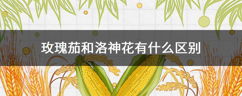 玫瑰茄和洛神花有什么区别