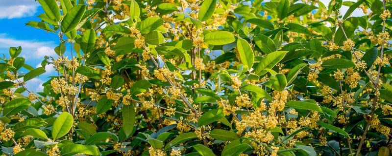 桂花树什么时候剪枝 桂花树什么时候剪枝好