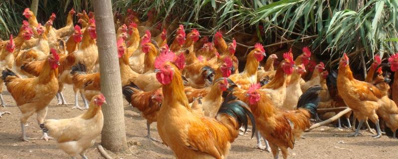 柴鸡养殖利润分析，前景如何 柴鸡饲养经济效益好吗