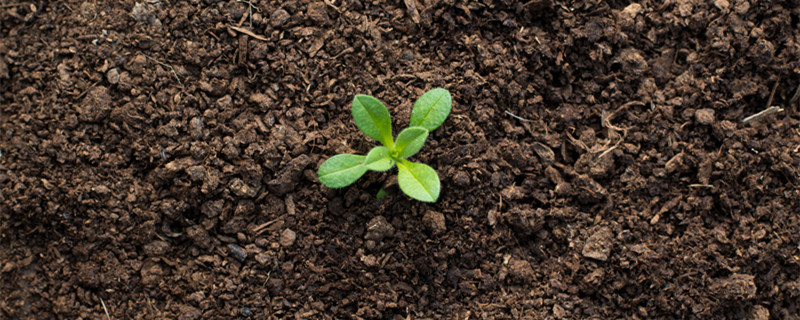 增加土壤肥力的方法有哪些 增加土壤肥力的方法有哪些写一写
