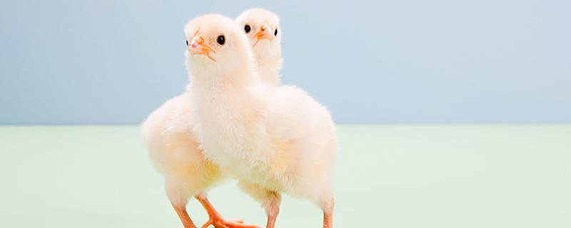 鸡苗1到10天的养殖技术 鸡苗养殖方法