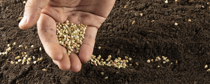 腐叶土是酸性还是碱性 松针腐叶土是酸性还是碱性