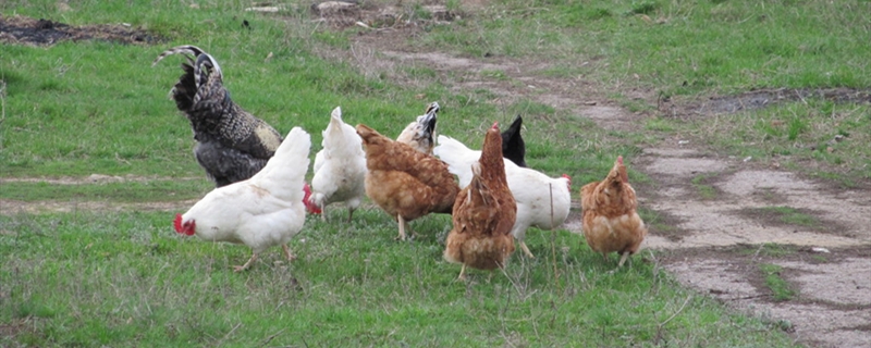 蛋鸡最新的养殖方法 蛋鸡养殖流程图