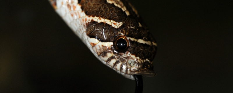 蝰蛇的养殖方法 蝰蛇能养吗