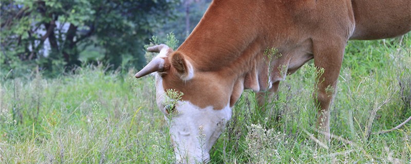 散养一头牛需多大草场 放养一头牛需要多少草场