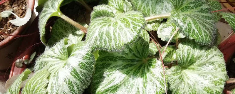 虎耳草种植方法和时间