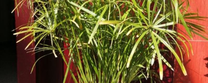 旱伞草种植方法和时间 旱伞草的养殖方法和注意事项