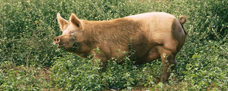 一个猪后腿多少斤