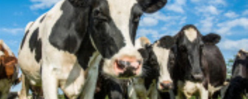 荷兰的乳牛有哪些特点（荷兰乳牛是哪里产的）