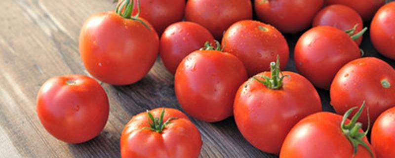 番茄种子怎么种植