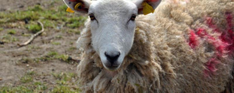 母羊泌乳期怎么驱虫 泌乳母羊能用驱虫药吗