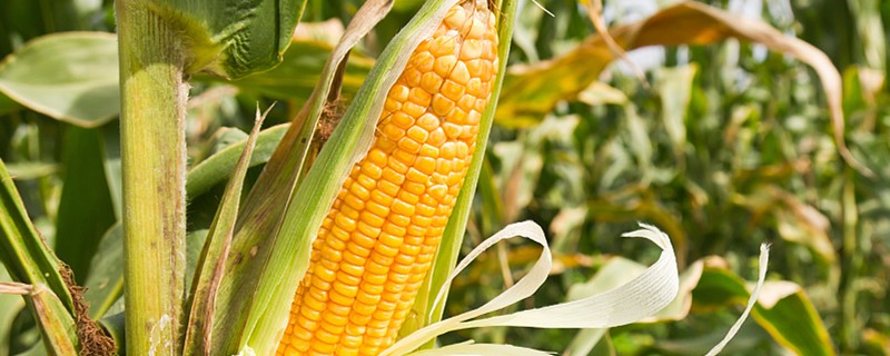 玉米粒是玉米的种子吗