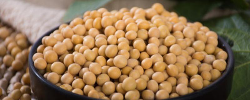 黄豆发酵多长时间可以浇花 泡黄豆水发酵到什么程度可以浇花