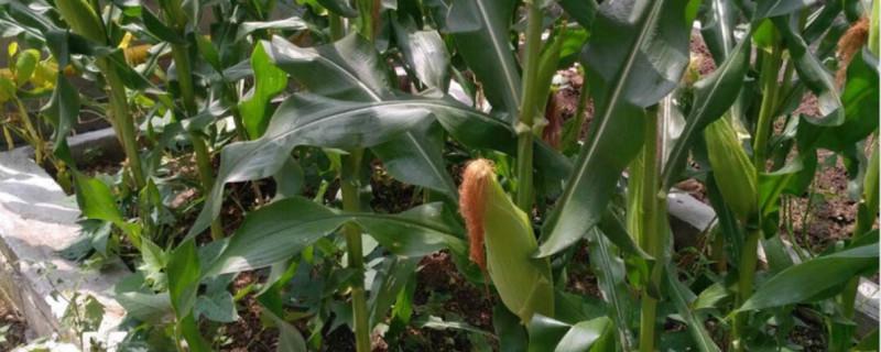 玉米地芦苇用什么除草剂