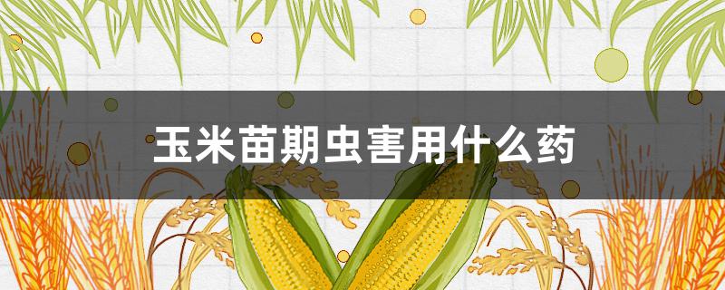 玉米苗期虫害用什么药