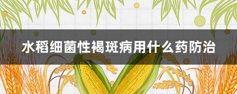 水稻细菌性褐斑病用什么药防治