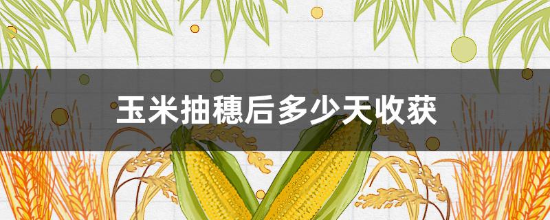 玉米抽穗后多少天收获
