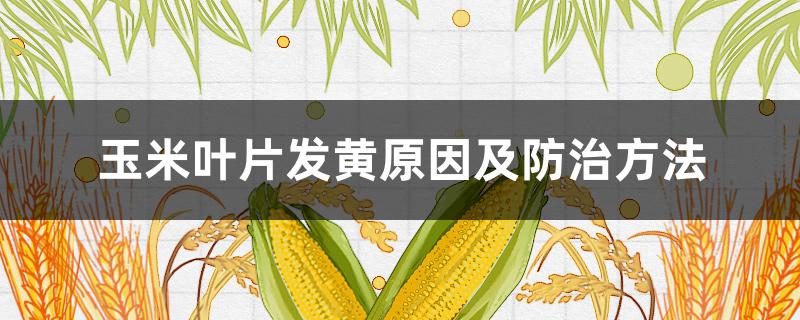 玉米叶片发黄原因及防治方法 玉米叶发黄怎么办
