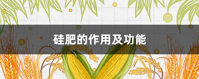 硅肥的作用及功能