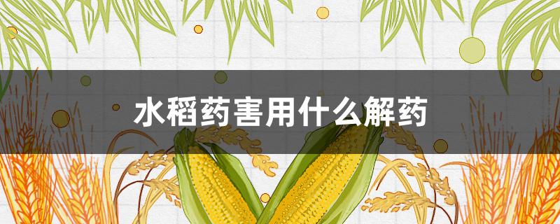 水稻药害用什么解药