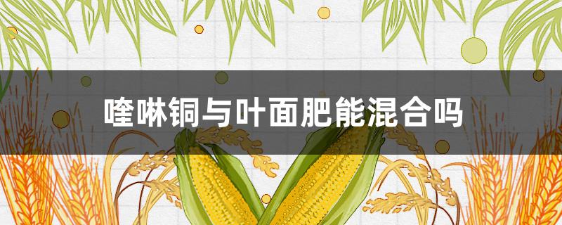 喹啉铜与叶面肥能混合吗（喹啉铜可以和叶面肥混用吗）