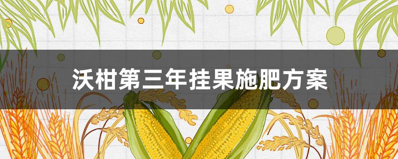 沃柑第三年挂果施肥方案