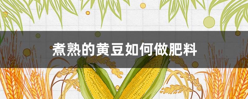 煮熟的黄豆如何做肥料