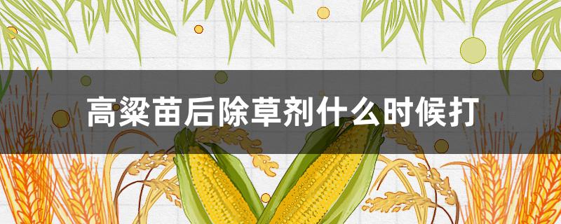 高粱苗后除草剂什么时候打