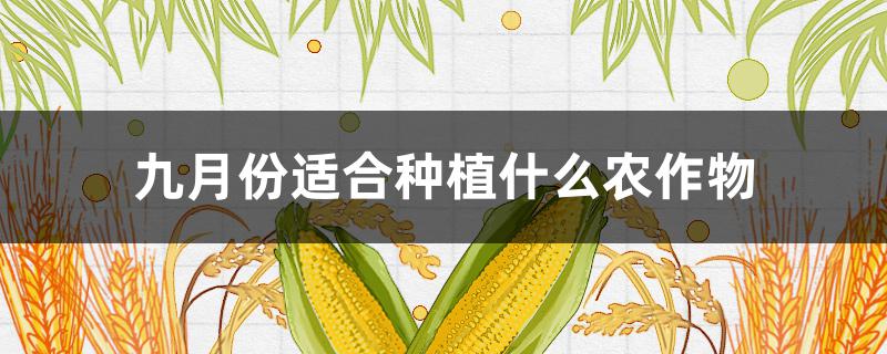 九月份适合种植什么农作物