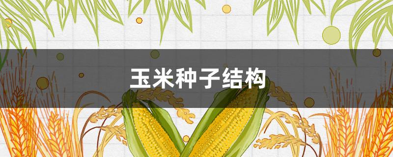 玉米种子结构（玉米种子结构示意图及名称）