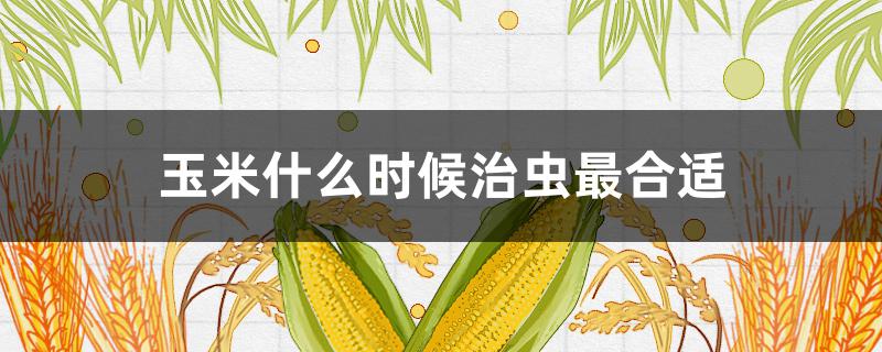 玉米什么时候治虫最合适 玉米治虫用什么农药好什么时间打效果好