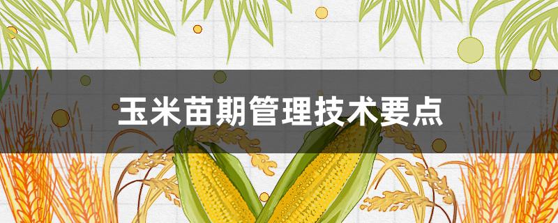 玉米苗期管理技术要点