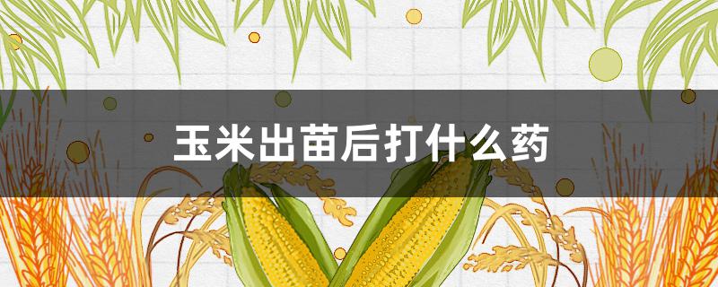 玉米出苗后打什么药