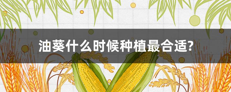 油葵什么时候种植最合适? 油葵什么时候种植最合适?每产多少斤