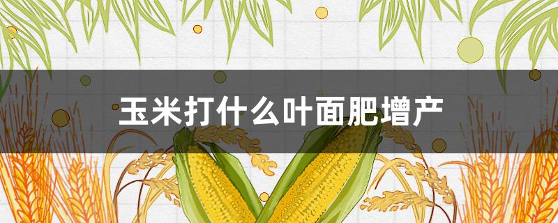 玉米打什么叶面肥增产