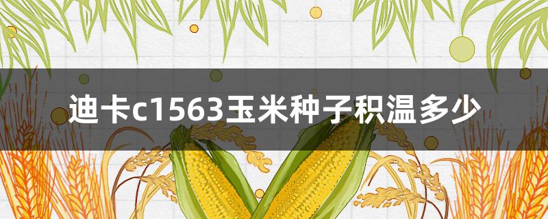 迪卡c1563玉米种子积温多少（迪卡c1563玉米种子属于第几积温带）