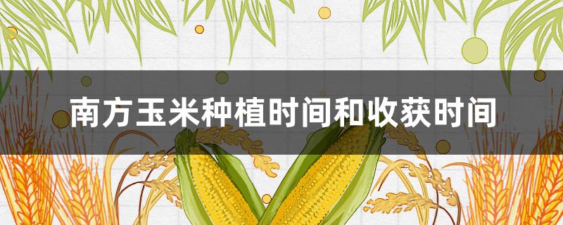 南方玉米种植时间和收获时间