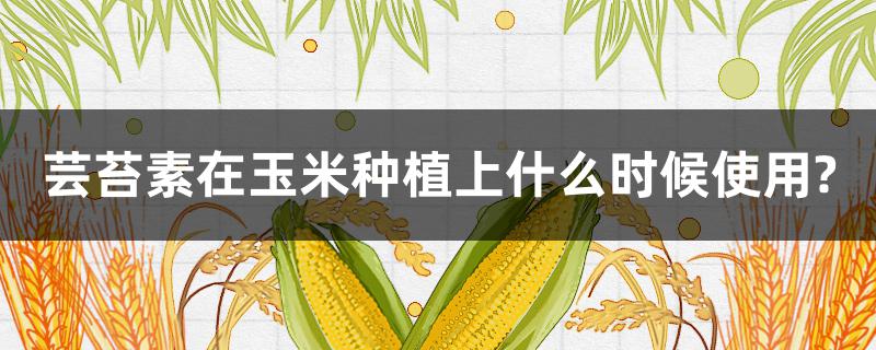 芸苔素在玉米种植上什么时候使用?