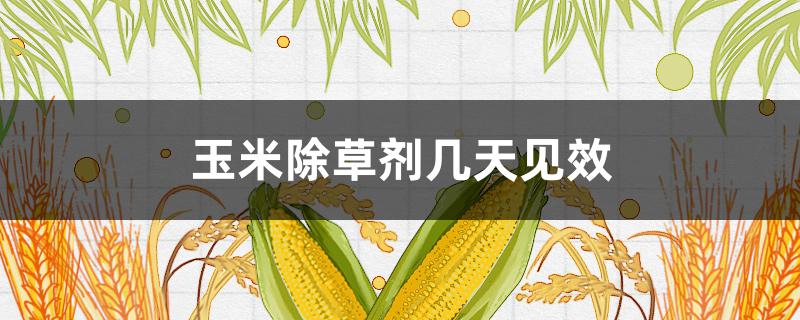 玉米除草剂几天见效（苗后乐玉米除草剂几天见效）